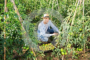 Young man picking underripe tomatoes in small farm garden