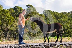 Young man playing and feed wild donkey, Cyprus, Karpaz National Park Wild Donkey Protection Area.