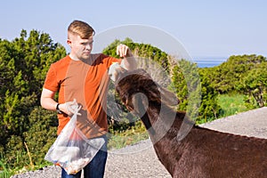 Young man playing and feed wild donkey, Cyprus, Karpaz National Park Wild Donkey Protection Area.