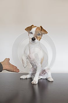 young man playing with his cute small dog. handshake between man and dog - High Five - teamwork. Pets indoors, love for animals