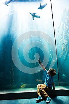 Young man pointing a penguins in an illuminate tank