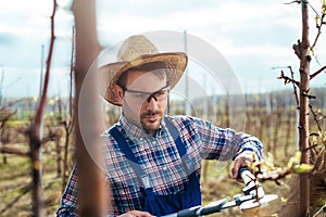 Young man pruning branches of fruit tree in springtime