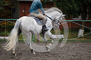 Young man riding white horse on equestrian sport training