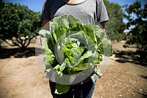 Young man with a romaine lettuce