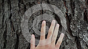 Young man runs his hand along the bark of a large trunk of an old coniferous tree in a summer forest