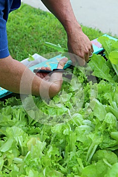 Young man`s hands holding scissors and cutting fresh lettuce from vegetable gardens