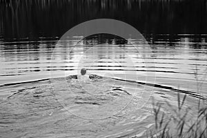 A young man sails on the surface of a forest lake