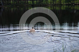 A young man sails on the surface of a forest lake