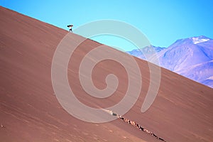 A young man with a sandboard and mountains in the background