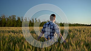 A young man in a shirt is walking on a green wheat field. A man walks and touches the ears of wheat. Back view.