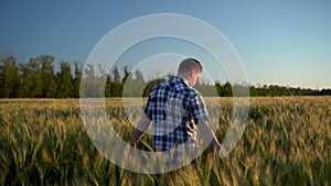 A young man in a shirt is walking on a green wheat field. A man walks and touches the ears of wheat. Back view.