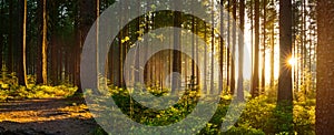 Young man in silent forrest with sunlight photo