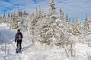 Young man snowshoeing in winter, in the Quebec eastern township