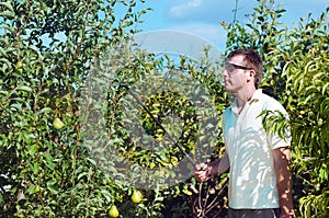 Young man spraying pear trees