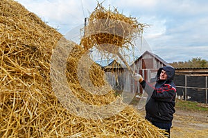 A young man stacks a haystack.