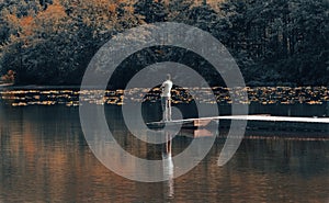 Young man standing alone on edge of footbridge and relaxing at lake. Man standing alone on the end of a jetty