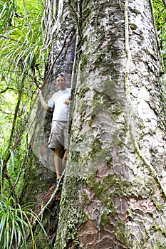 Young man standing between two giant trees in Kauri forests