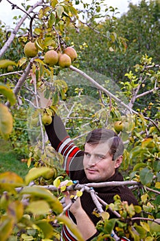 A young man stands under a pear and enjoys a good harvest.