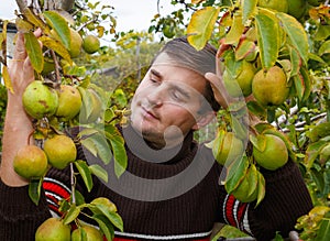 A young man stands under a pear and enjoys a good harvest.
