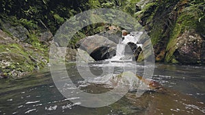 Young man swimming on river water flowing from tropical waterfall in rainforest. Happy man enjoying water stream in