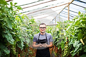 Young man with tablet in hands near tomato harvest in greenhouse