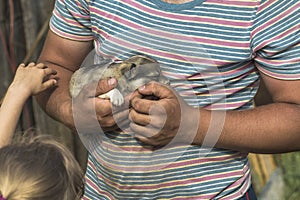 a young man with tanned arms is holding a very small puppy. the baby is petting him. daylight. close-up