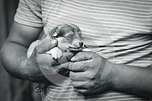 a young man with tanned arms is holding a very small puppy. daylight. close up in black and white format