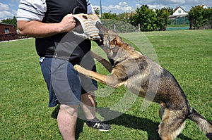 Young man trains his dog