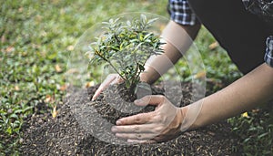 Young man transplanted small seedlings into mineral rich potting soil and prepared to water the plants, Plants help increase oxyge