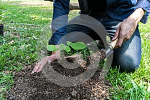 The young man used Siem to dig the soil to plant trees in his backyard during the day