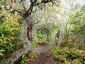 Young man walking on a path in a forest on the Madeira Island, Portugal