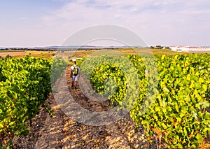 Young man walking among vines in a vineyard in Alentejo region,