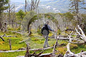 A young man walks around the trunks of trees