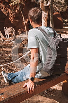 Young Man Watching Kangaroos in Sydney