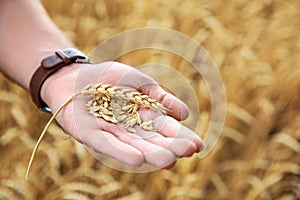 Young man with wheat grains in field, closeup