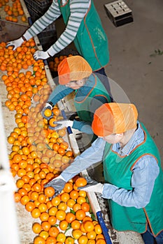 Young man and woman workers sorting mandarins