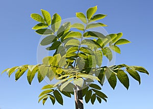 Young Manchurian walnut tree