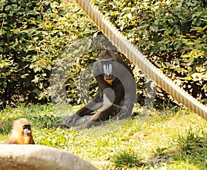 A young Mandrillus sphinx sitting on grass in the park. It is rare primate in nature