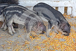 Young Mangalica Piglets