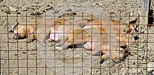 Young Mangalica pigs behind reinforcing mesh