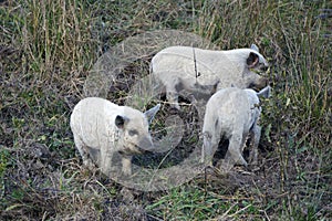 The young of mangalitsa pig