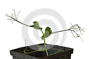 Young Mangetout pea plant photo