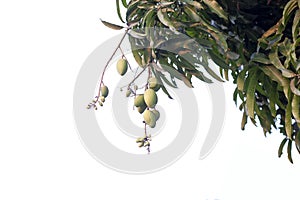 Young Mango fruit on tree with sunlight on white background.