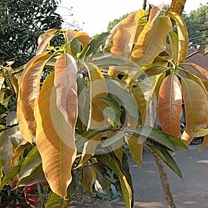 Young mango leaf scene, Young mango shoot