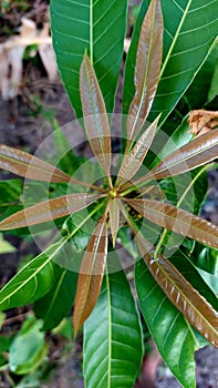 Young mango leaf shoots are dark brown