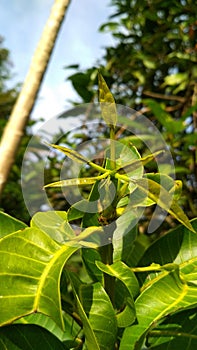 Young mango leaves in the back yard