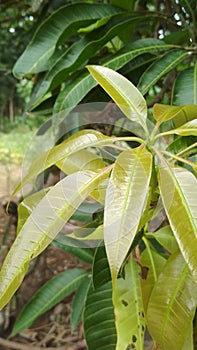 Young mango leaves in the yard
