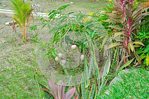 Young Mango Tree- Dar es Salaam Tanzania