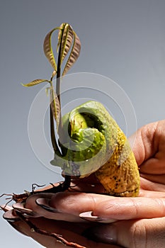 Young mango trees two of one bone sprouted in moss, on female hands