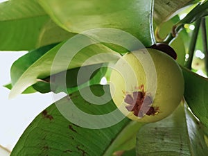 young mangosteen